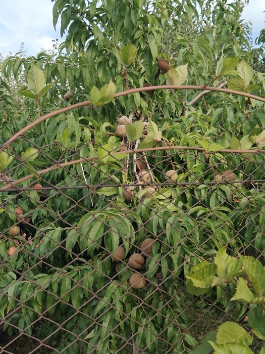 Vand mere  Starkinson, Crețești si Florina, piersici de toamna, ecologice