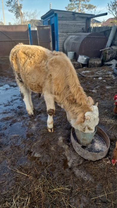 Продам  бычка возраст 9мес