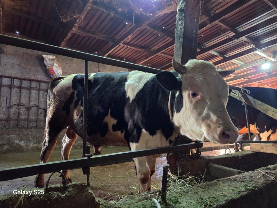 Продам племенного быка