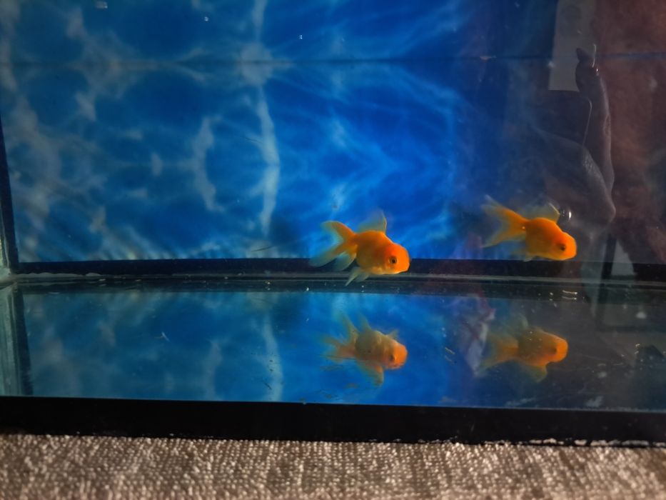 Продаю рыбок Аранды