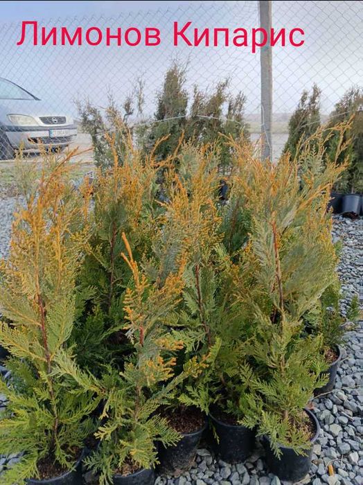 Туя(Смарагд, Фастигията и Ауреа Нана) и кипарис леилянди