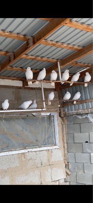 Продам белых голубей