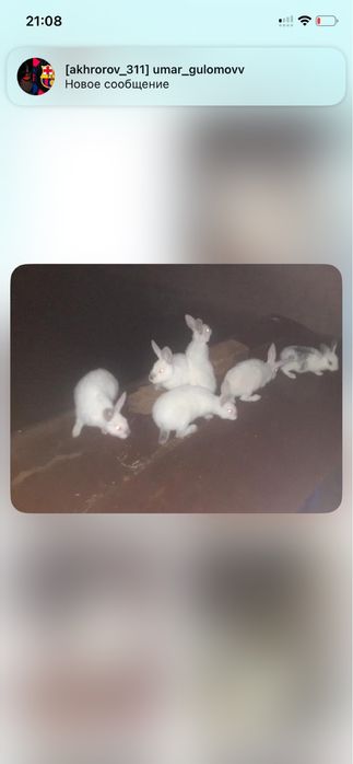 Quyon bolalari sotiladi