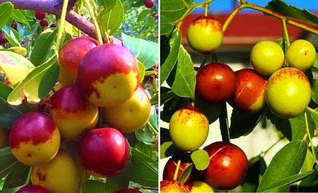 Pomii columnarii pe rod