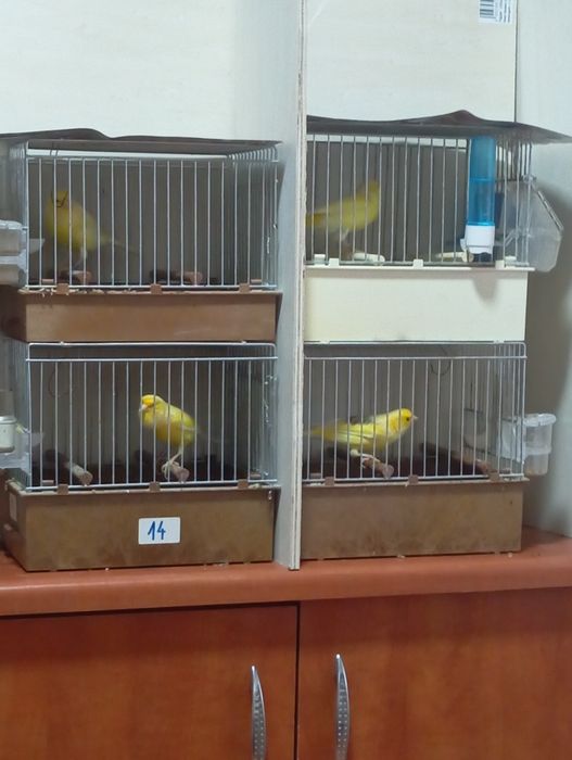 Canar malinois mascul