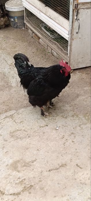 brama xoroz 2 yillik