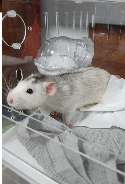 КрысЁнок Дамбо  Бодрум