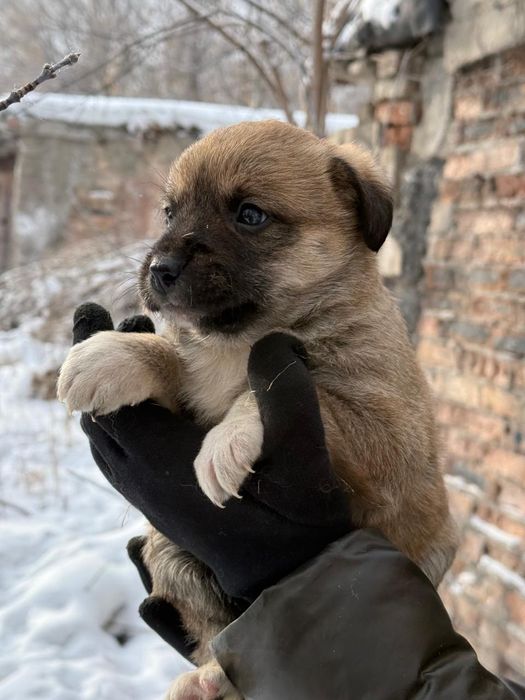 Дарю щенят!        .