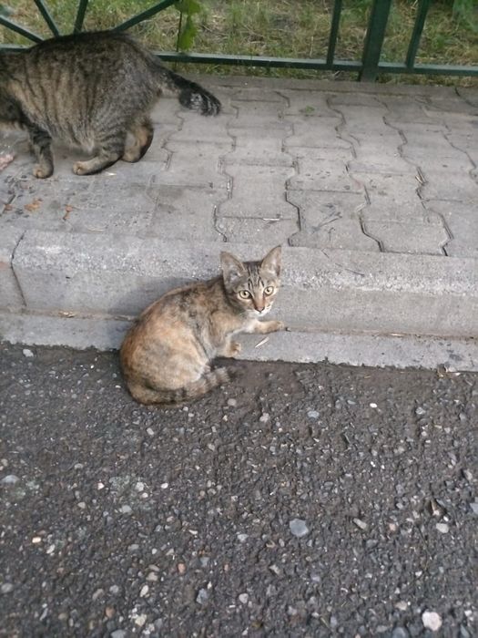Котята в хорошие руки