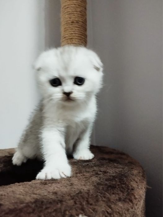 Котята Шотландские