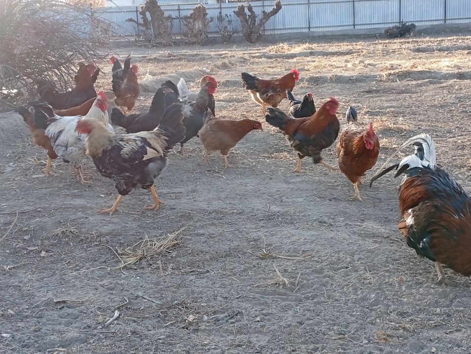 Әтеш сатамын 5000