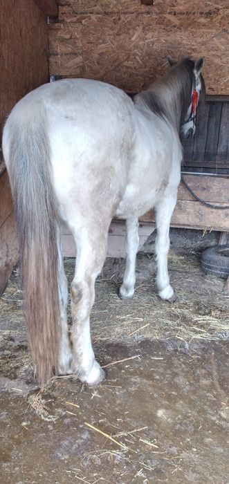 Cal castrat de vânzare