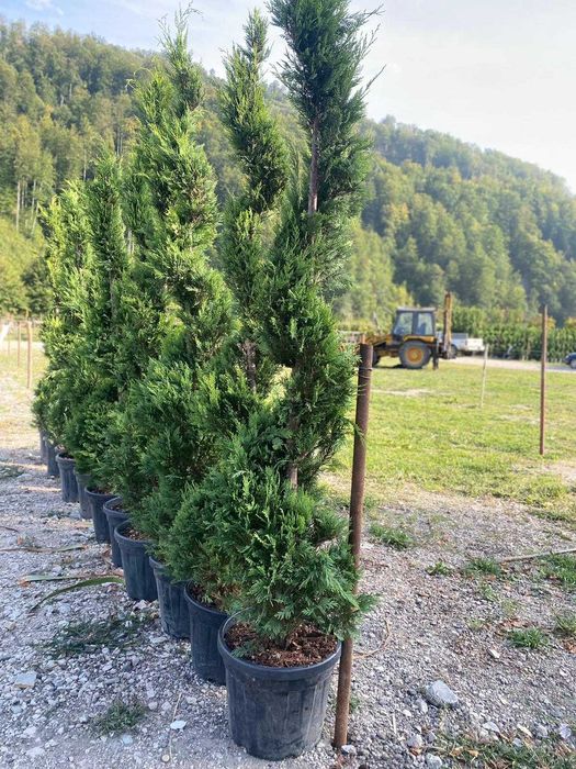 Pon Pon - Tuia Spiral - Leylandii - Plante pentru Gradina