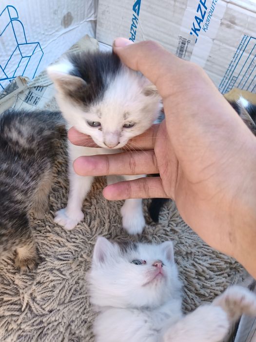 Отдам котят  бесплатно
