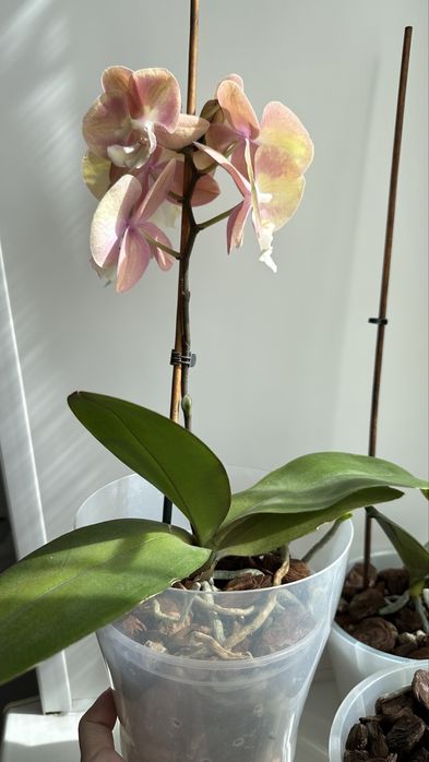 Phal. Unicorn Rainbow