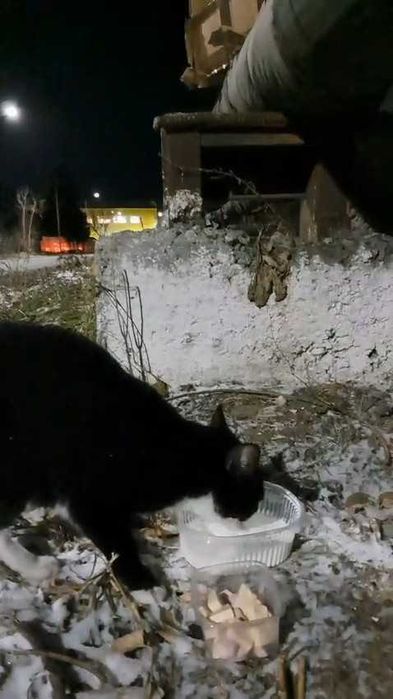 Кошке нужен дом! Срочно!