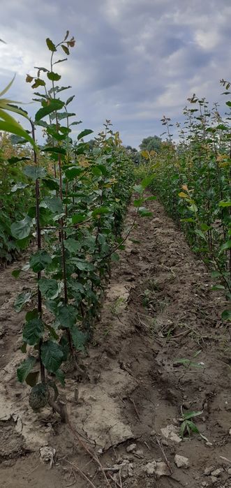 Oferta de primavara 2026Pomi fructiferi