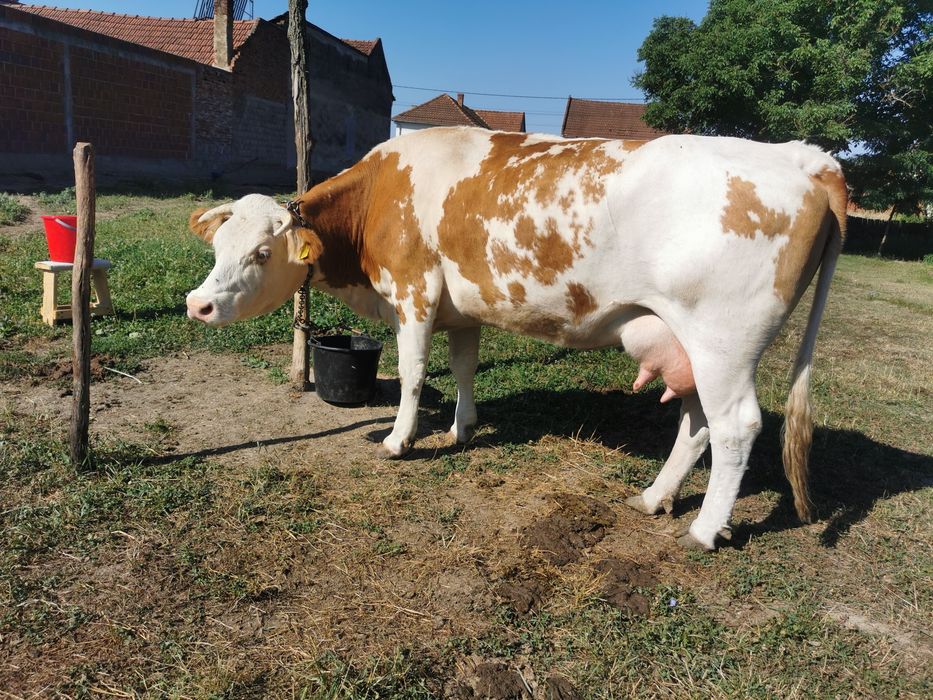 Vacă tânără rasă bălțată românească