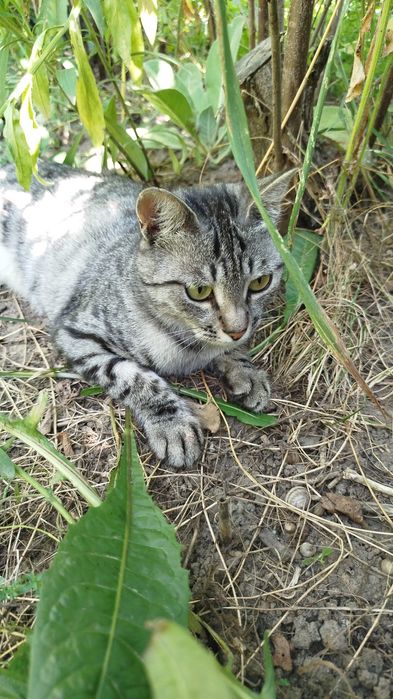 Отдам полосатую кошечку
