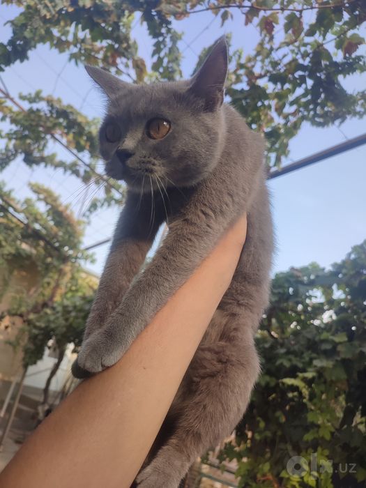 British shorthair zotli mushuk.