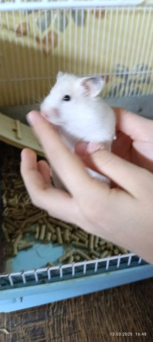 Хомячки Сирийские детки!