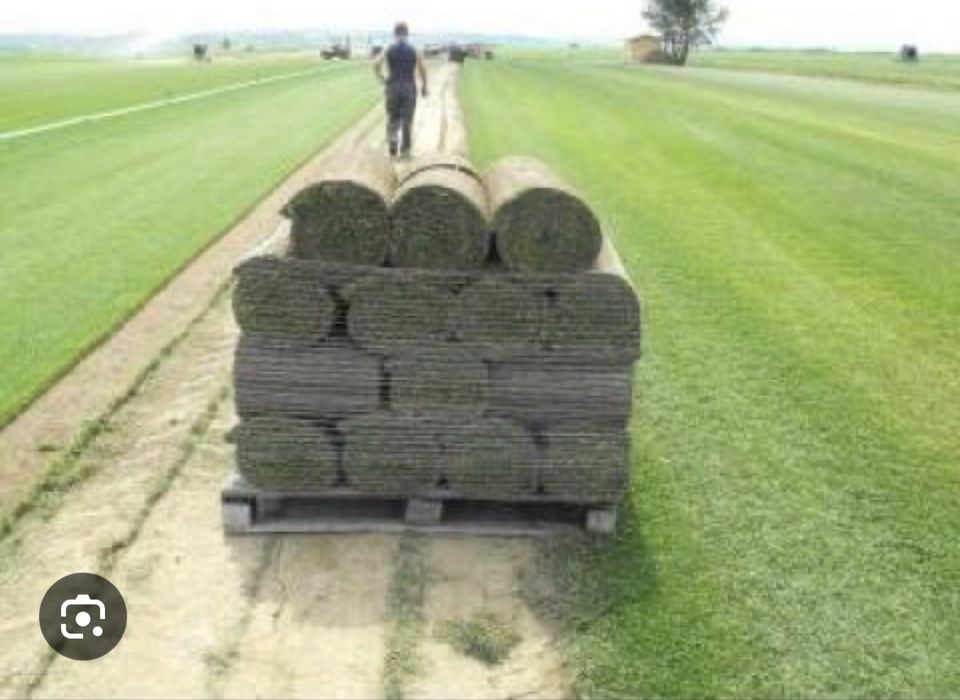 Gazon rulou livrat direct la tine - Verde instant in gradina