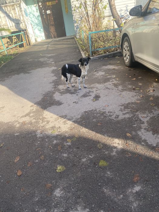 Нашли собаку