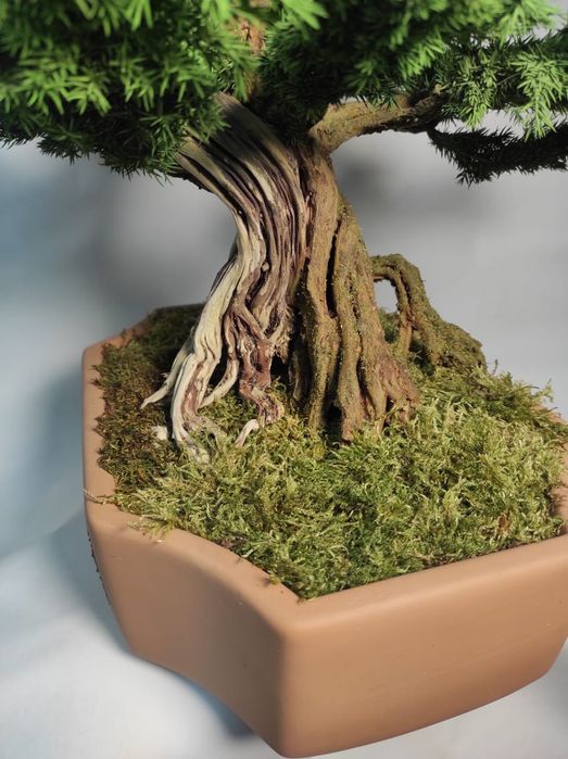 Продам Бонсай (голубой мозжевельник)