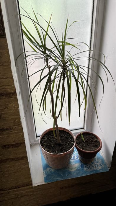 Комнатные цветы в горшке