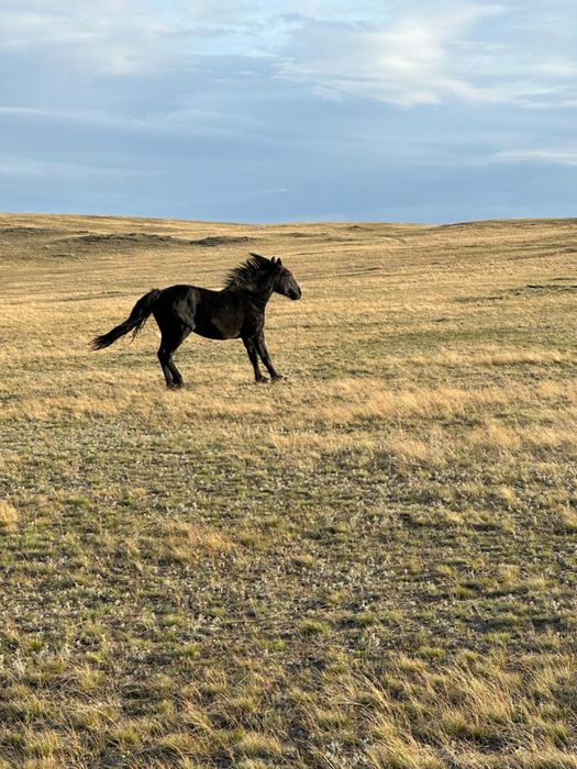 Сельхоз животные