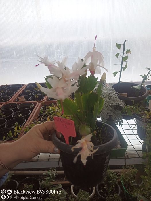 Деревья, кустарники, цветы