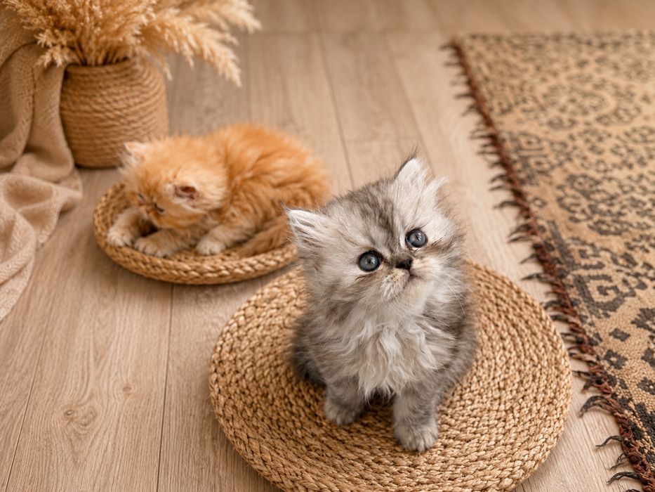 Персийки котенца