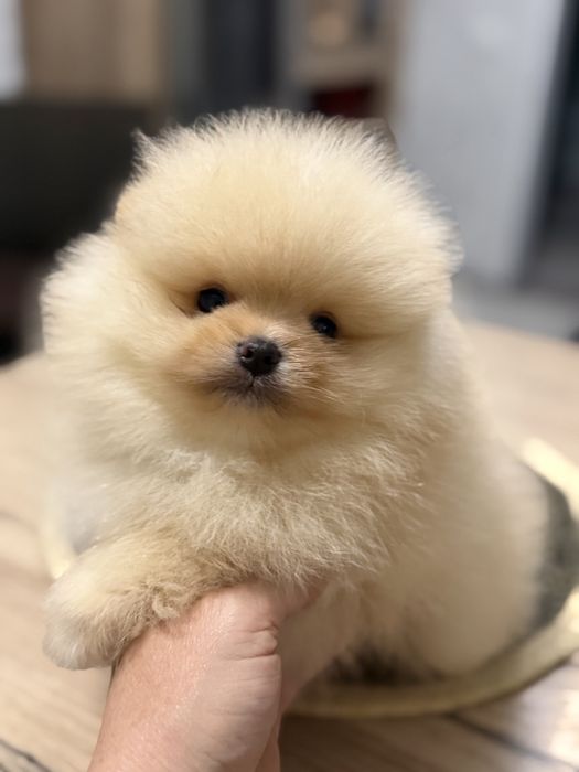Элитные щенки померанского шпица