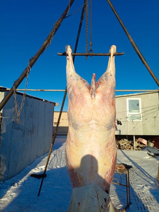 Продам Согым! Продам Согым! Свежий согым!