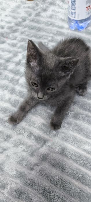 2 кошечки, серенькие