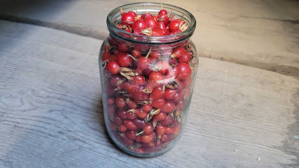 Продам свежесобраный шиповник