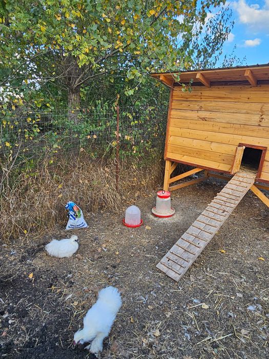 Cocosi matase japoneza , silkie