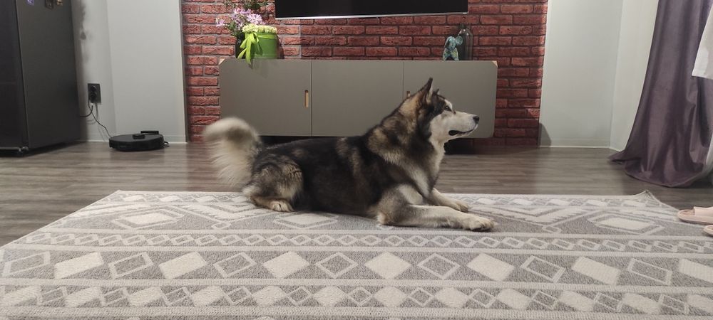 Аляскинский маламут ищет невесту