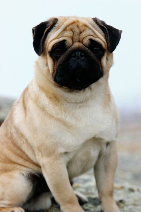 Кобель мопса для вязок