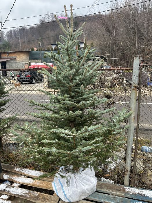 Brazi vezi si arginti la ghiveci