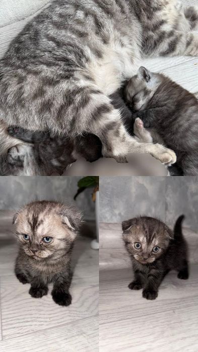 Продлиться котята бретанци