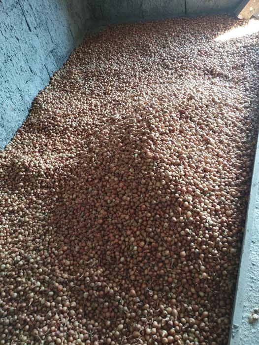 Vând arpagic românesc și stufat de arpagic