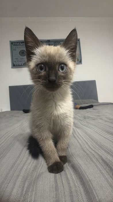 Отдам Котенка в добрые руки