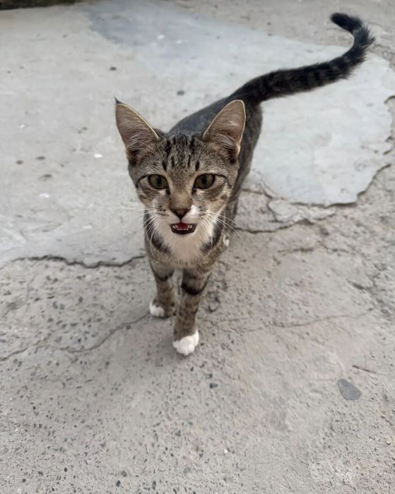 Не просто котёнок — маленький  друг  на всю жизнь