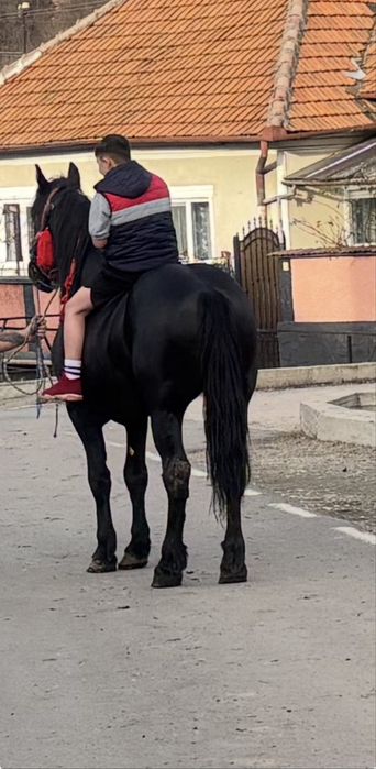 Armasar Frizian  Metis 4/5 ani