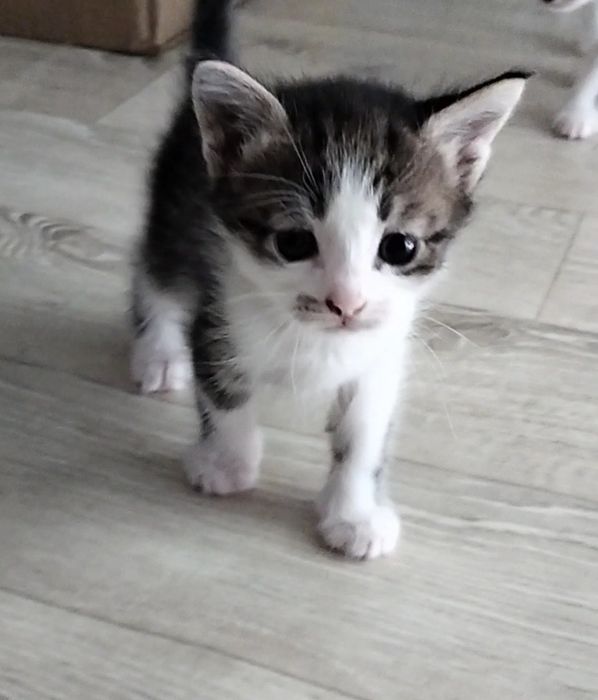 Кошка и котенок девочка