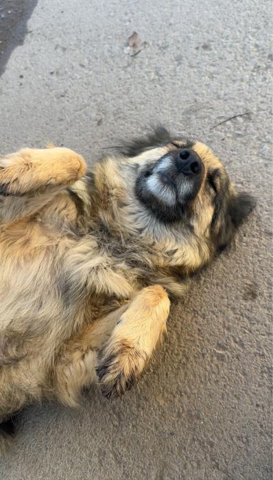 Отдам собачку девочку в хоршие руки