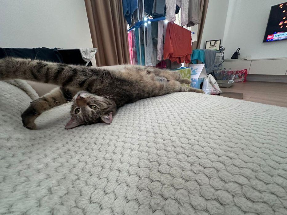 Pisica Sparkles o să-ți intre instant în suflet. Adopt-o!