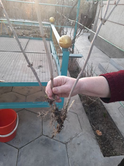 Продам гартензию цветы
