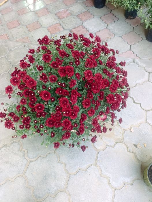 Продам цветы харизантема